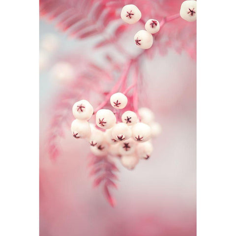 Berries on a twig No2 Gold Ornate Wood Framed Art Print with Double Matting by 1x Studio III