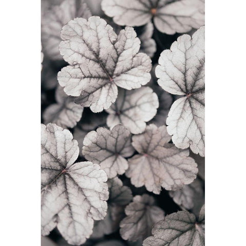 Gray-Pink Leaves Black Modern Wood Framed Art Print by 1x Studio III