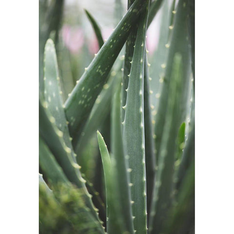 Cacti Black Modern Wood Framed Art Print with Double Matting by 1x Studio III