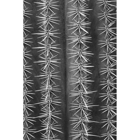 Cactus black and white Black Modern Wood Framed Art Print with Double Matting by 1x Studio III