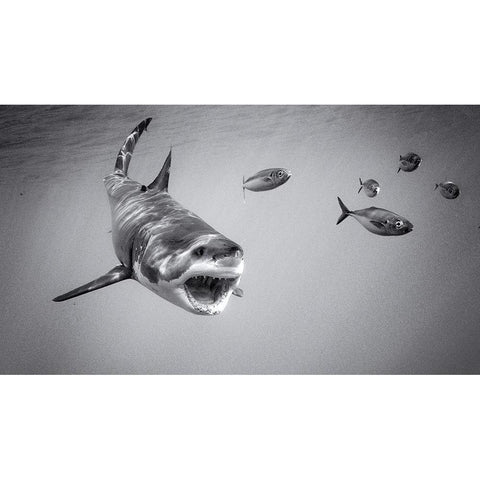 Chase Game With Great White Black Modern Wood Framed Art Print by Rebro, Marcel