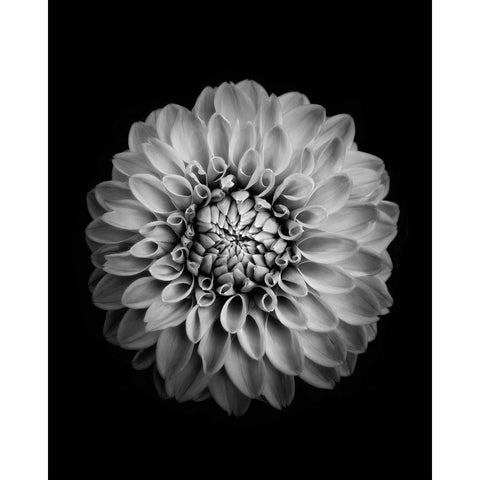 Marigold White Modern Wood Framed Art Print by Zhao, Alex