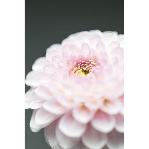 Pink Flower No1 White Modern Wood Framed Art Print by 1x Studio III