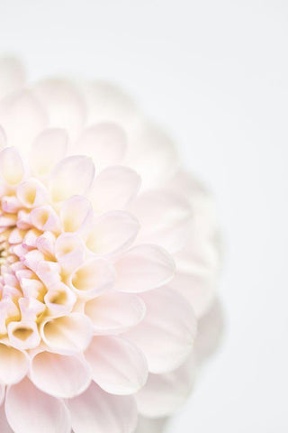 Pink Flower No2 Black Ornate Wood Framed Art Print with Double Matting by 1x Studio III