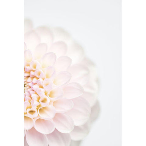Pink Flower No2 White Modern Wood Framed Art Print by 1x Studio III