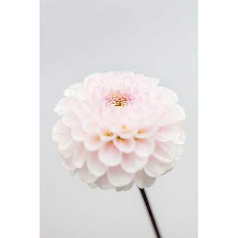Pink Flower No3 Black Modern Wood Framed Art Print by 1x Studio III