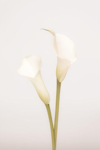 White Calla Lily No 1 White Modern Wood Framed Art Print with Double Matting by 1x Studio III