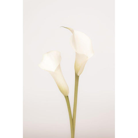 White Calla Lily No 1 Black Modern Wood Framed Art Print with Double Matting by 1x Studio III