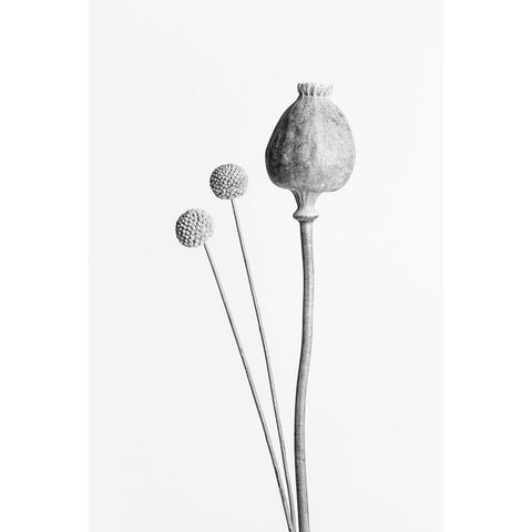 Poppy Seed Capsule Black and White White Modern Wood Framed Art Print by 1x Studio III