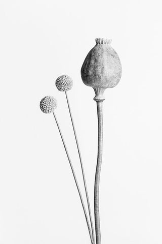 Poppy Seed Capsule Black and White White Modern Wood Framed Art Print with Double Matting by 1x Studio III