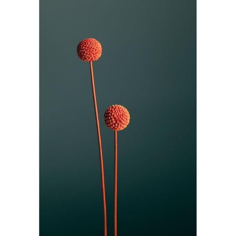 Orange Seed Capsules White Modern Wood Framed Art Print by 1x Studio III