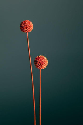 Orange Seed Capsules Black Ornate Wood Framed Art Print with Double Matting by 1x Studio III