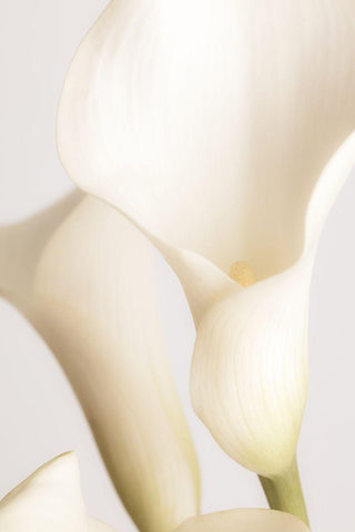 White Calla Lily No 2 Black Ornate Wood Framed Art Print with Double Matting by 1x Studio III