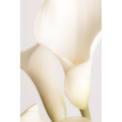 White Calla Lily No 2 White Modern Wood Framed Art Print by 1x Studio III