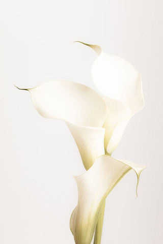 White Calla Lily No 3 White Modern Wood Framed Art Print with Double Matting by 1x Studio III