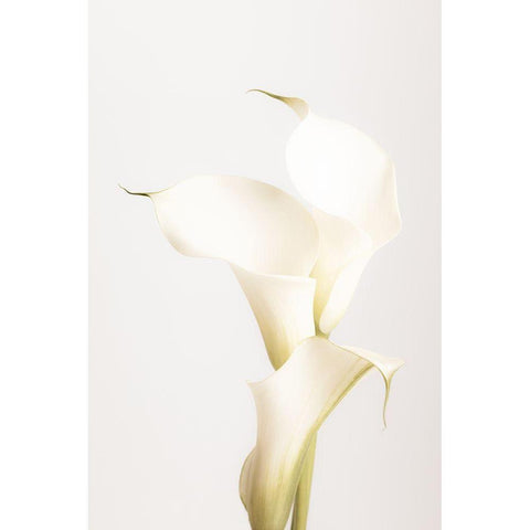 White Calla Lily No 3 Black Modern Wood Framed Art Print with Double Matting by 1x Studio III