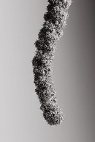 Seed Capsule Black and White Black Ornate Wood Framed Art Print with Double Matting by 1x Studio III