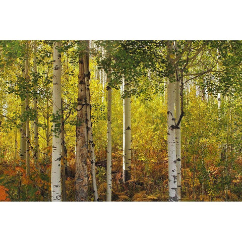 Fall Aspens Black Modern Wood Framed Art Print with Double Matting by J. Douglas, Larry