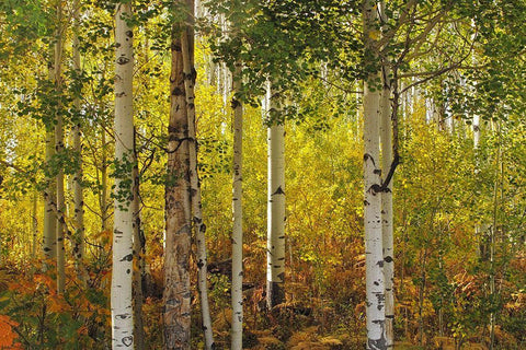 Fall Aspens White Modern Wood Framed Art Print with Double Matting by J. Douglas, Larry