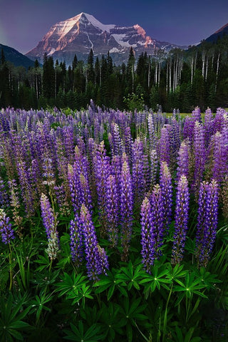 Mt Robson White Modern Wood Framed Art Print with Double Matting by Poushkina, Marina