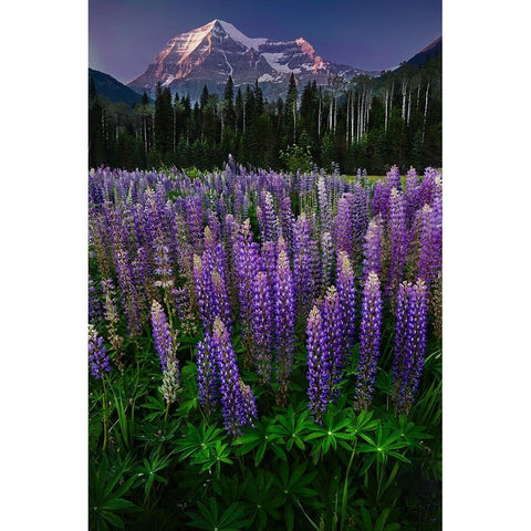 Mt Robson Black Modern Wood Framed Art Print by Poushkina, Marina