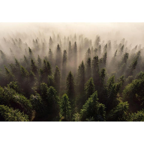 The Army Of Firs Black Modern Wood Framed Art Print with Double Matting by Ioan Ovidiu, Lazar