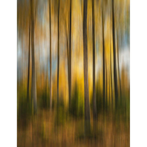 Autumn Forest Shaky Black Modern Wood Framed Art Print with Double Matting by Lindsten, Christian