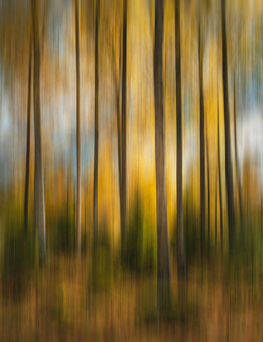 Autumn Forest Shaky White Modern Wood Framed Art Print with Double Matting by Lindsten, Christian