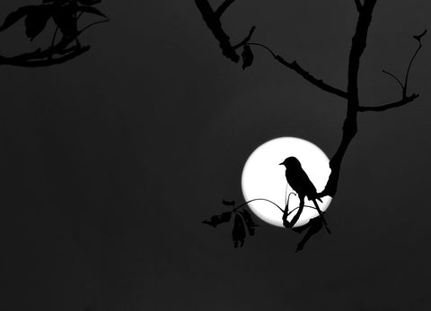 Nightingale of my dreams Black Ornate Wood Framed Art Print with Double Matting by Maiti, Asamanj