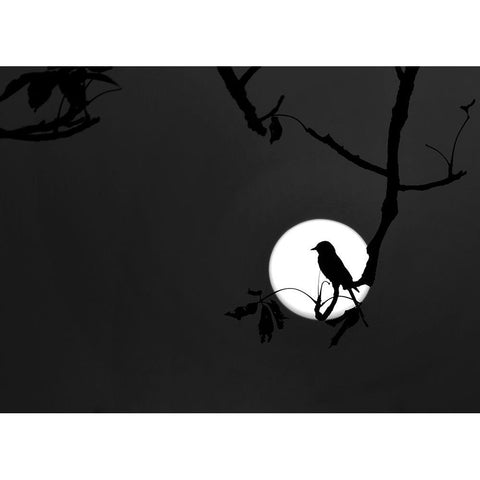 Nightingale of my dreams Black Modern Wood Framed Art Print by Maiti, Asamanj