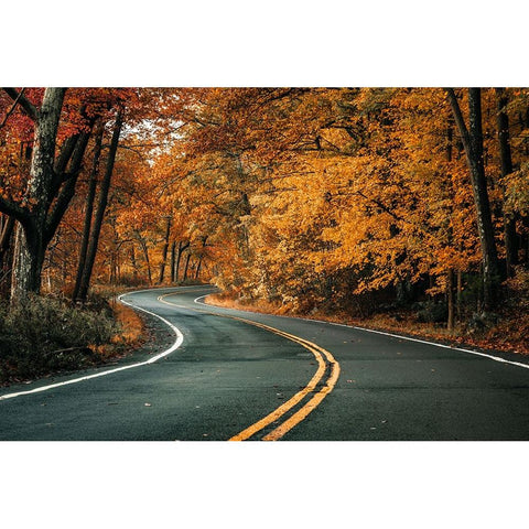 Road To Fall White Modern Wood Framed Art Print by Rong, Herbert