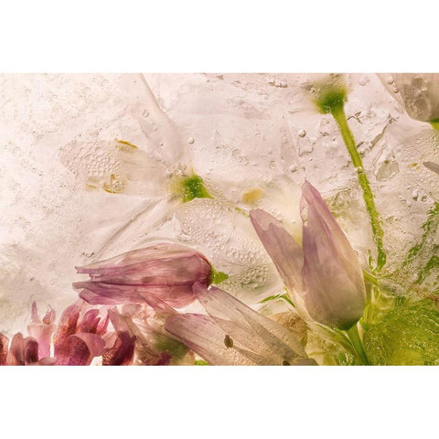 Glacial Rose White Modern Wood Framed Art Print by Satriani, Giuseppe