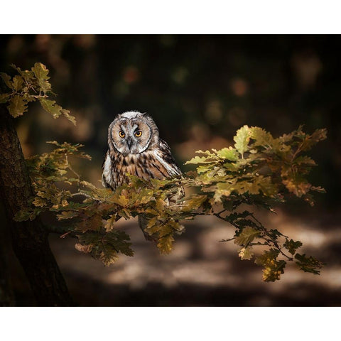 Long Eared Owl Gold Ornate Wood Framed Art Print with Double Matting by Firesova, Michaela