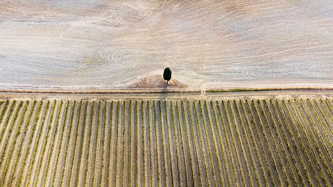 Il Re E Il Suo Esercito Black Ornate Wood Framed Art Print with Double Matting by Lavezzo, Luca