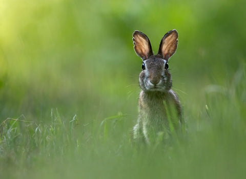 A Tu Per Tu White Modern Wood Framed Art Print with Double Matting by Barisone, Marco