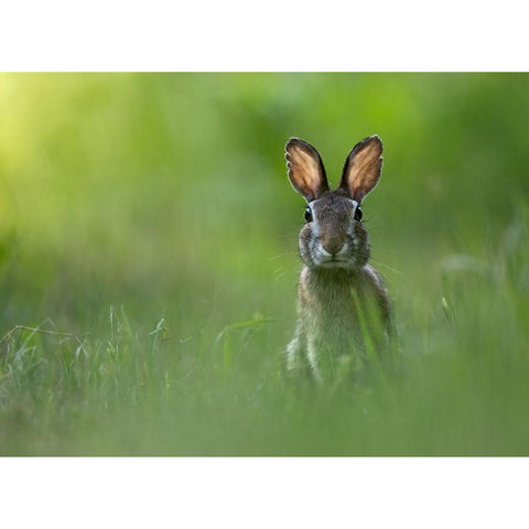 A Tu Per Tu Black Modern Wood Framed Art Print with Double Matting by Barisone, Marco