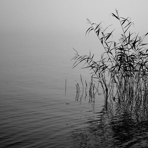 Mist over the lake 2021 Black Ornate Wood Framed Art Print with Double Matting by Riis, Poul-Erik