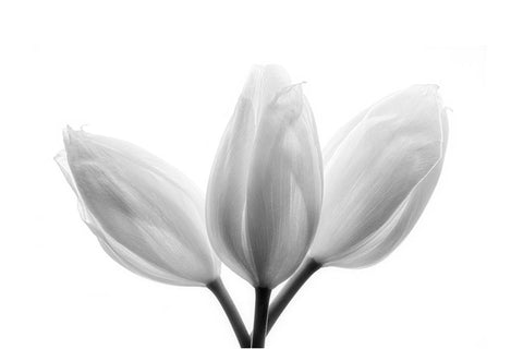 Trinity White Modern Wood Framed Art Print with Double Matting by Davidson, Peter