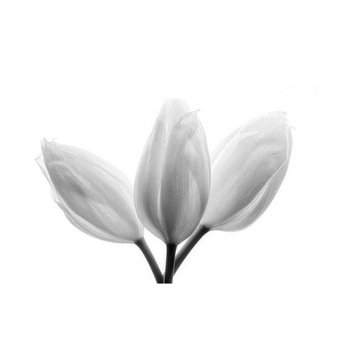 Trinity Black Modern Wood Framed Art Print with Double Matting by Davidson, Peter