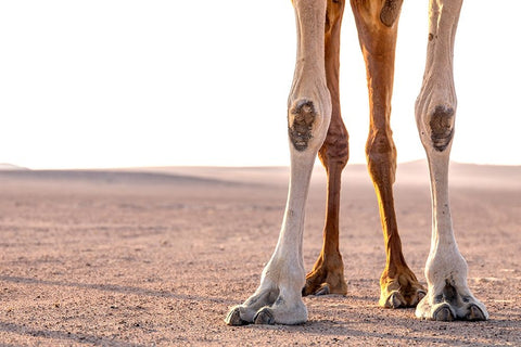 Miles Black Ornate Wood Framed Art Print with Double Matting by Visagie, Ane