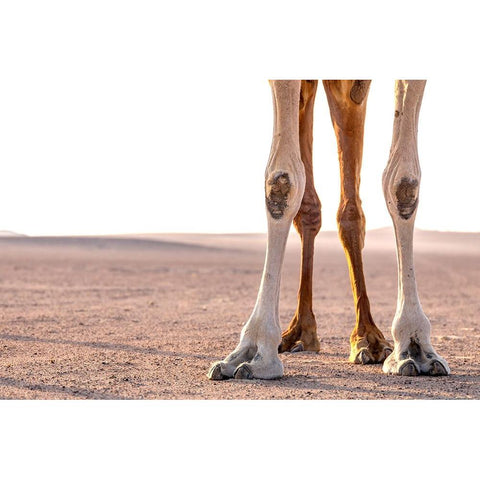 Miles Black Modern Wood Framed Art Print by Visagie, Ane