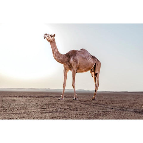 Untitled Black Modern Wood Framed Art Print with Double Matting by Visagie, Ane