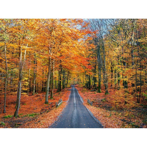 Road into autumn Black Modern Wood Framed Art Print with Double Matting by Lindsten, Christian