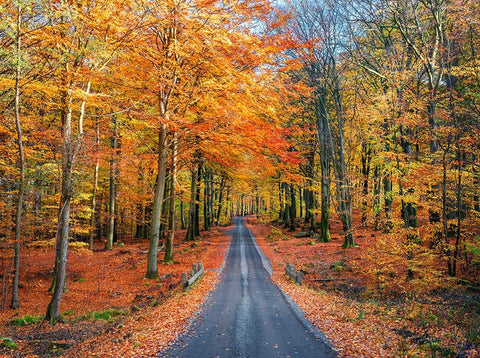 Road into autumn White Modern Wood Framed Art Print with Double Matting by Lindsten, Christian