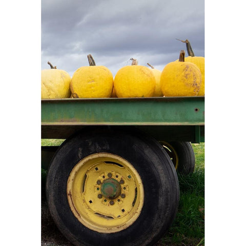 Driving Pumpkins White Modern Wood Framed Art Print by Lou, Linda