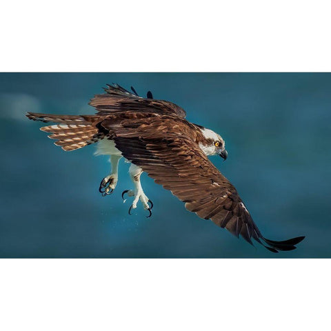 Osprey In Action Black Modern Wood Framed Art Print with Double Matting by Xiao, Hanping