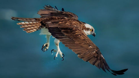 Osprey In Action White Modern Wood Framed Art Print with Double Matting by Xiao, Hanping