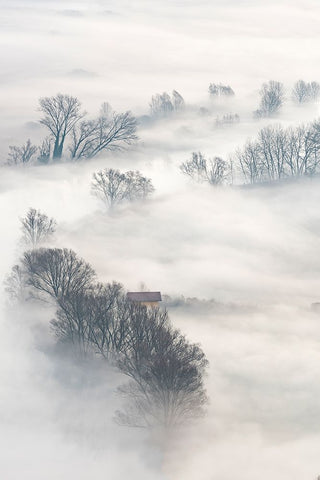 Trees In The Fog White Modern Wood Framed Art Print with Double Matting by Galimberti, Marco