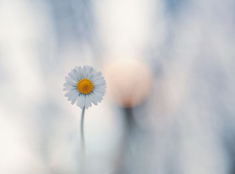 Candida White Modern Wood Framed Art Print with Double Matting by Bonazza, Lara