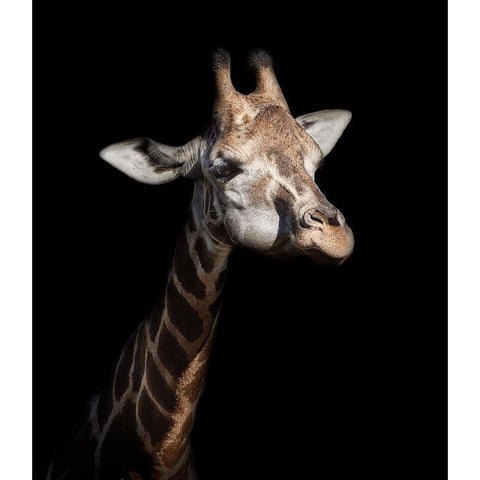 Giraffe in low key White Modern Wood Framed Art Print by Garcia, Helena